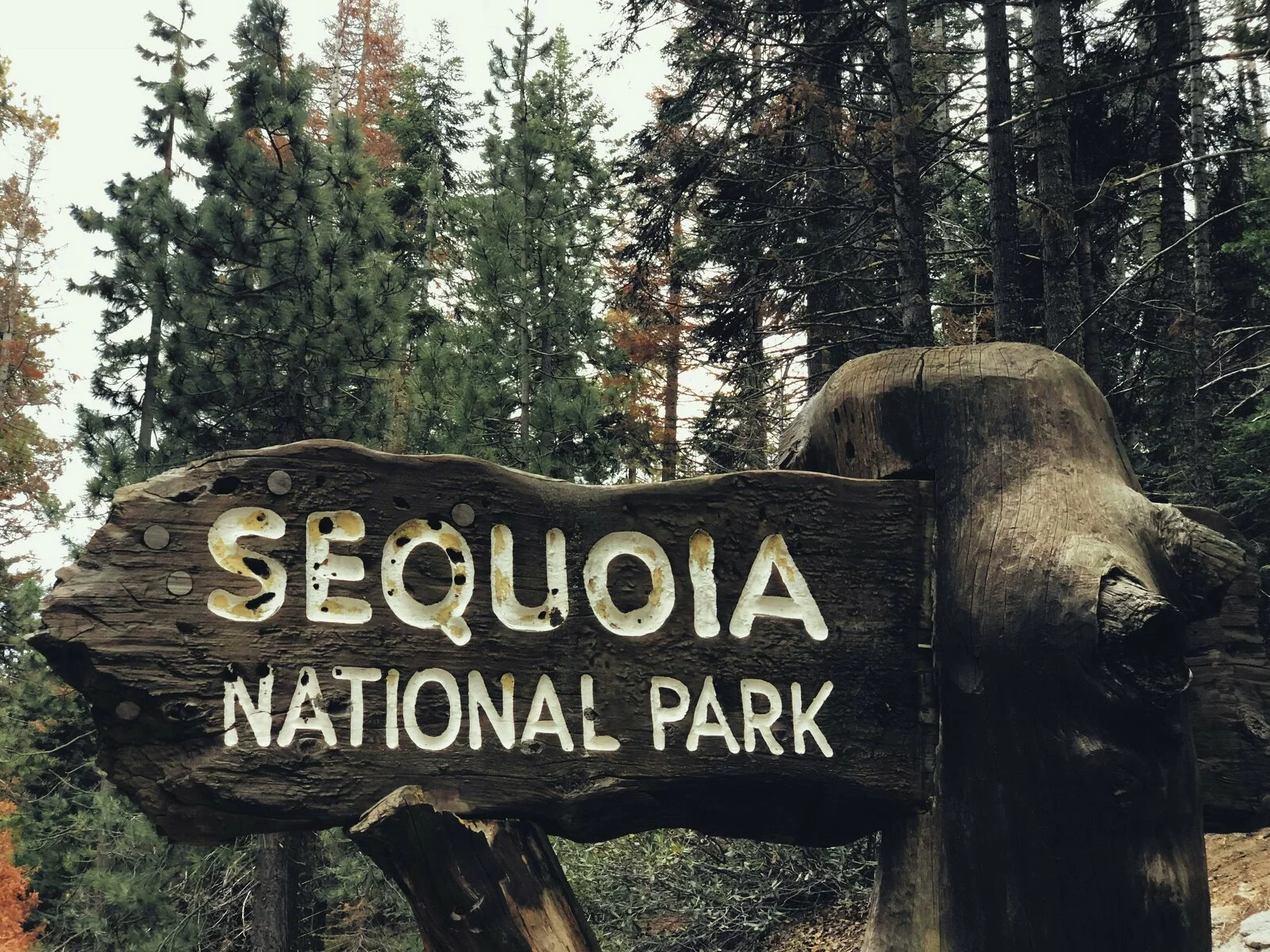 Wooden entrance sign to Sequoia National Park. The sign is situated in front of lush, large Sequoia trees.